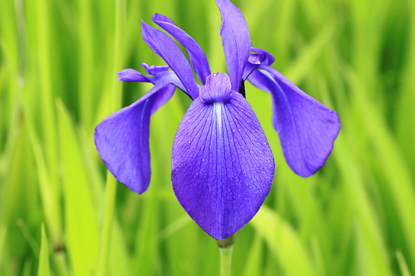 포토 JPG 해외이미지 식물 꽃잎 꽃 줄기 자연 사람없음 야외 보라색 벚꽃 신선 개화 허브 붓꽃 꽃수술 영원 해외202004 해외포토 컬러 생태계 파일형식 이미지허브