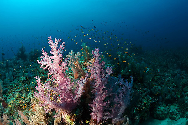 포토 JPG 해외이미지 동물 라이프스타일 야생동물 바다 여행 백그라운드 자연 휴가 바닥 어류 풍경 사람없음 야외 물 여름 파란색 환경 바닷속 수중 수영 탐험 산호 인도인 아래 다이빙 장면 암초 내추럴 깊이 소금물 해외202004 해외포토 자연요소 외국인 계절 컬러 동양인 생활 수중동물 수상스포츠 자포동물 방향 생태계 위치 수중스포츠 파일형식 이미지허브