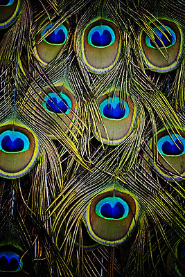 포토 JPG 해외이미지 자연 조류 사람없음 초록색 파란색 공작 깃털 해외202004 해외포토 동물 컬러 생태계 파일형식 이미지허브