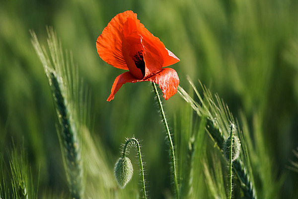 포토 JPG 해외이미지 식물 1 꽃잎 꽃 줄기 꽃무늬 밭 농업 자연 옥수수 풍경 사람없음 야외 빨간색 세로 초록색 여름 농작물 농사 맑음 봄 성장 벚꽃 시리얼 밀 다발 싱글 귀 장면 양귀비 호밀 세련 해외202004 해외포토 계절 산업 음식 컬러 무늬 날씨 곡류 신체부위 생태계 파일형식 이미지허브