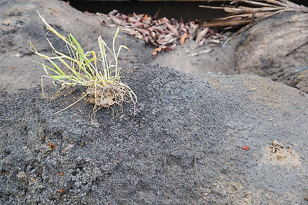 포토 JPG 해외이미지 식물 지구 음식 십자가 부분 자연 사람없음 초록색 갈색 성장 흰색 죽음 칼날 뿌리 먼지 진흙 지하 모종 해외202004 해외포토 컬러 생태계 파일형식 이미지허브