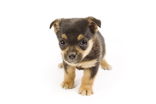 포토 JPG 해외이미지 동물 포유류 털 사람없음 반려동물 흰색 아기 개 달콤 강아지 모피 송곳니 고립 해외202004 해외포토 컬러 사람 맛 치아 파일형식 이미지허브
