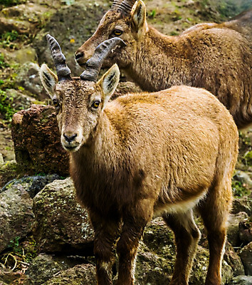 포토 JPG 해외이미지 동물 여자 유럽 얼굴 포유류 산 털 뿔 동물원 서기 성인 사람없음 갈색 머리 코트 황무지 숲 큼 알프스 암사슴 인기 해외202004 해외포토 나라 컬러 모션 사슴 사람 신체부위 외투 크기 암컷 파일형식 이미지허브