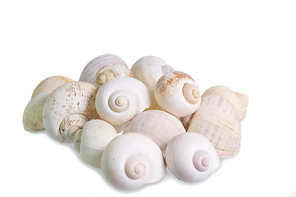 포토 JPG 해외이미지 모양 디자인 바다 백그라운드 자연 조개 미술 사람없음 장식 물 갈색 껍질 흰색 소라 큼 오브젝트 고립 해외202004 해외포토 자연요소 컬러 문화예술 어패류 크기 생태계 파일형식 이미지허브