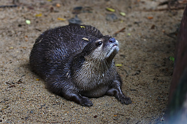 포토 JPG 해외이미지 동물 얼굴 야생동물 백그라운드 포유류 자연 털 동물원 동양인 사람없음 야외 환경 매끈함 내추럴 생태학 해외202004 해외포토 교육 인종 신체부위 감각 생태계 파일형식 이미지허브