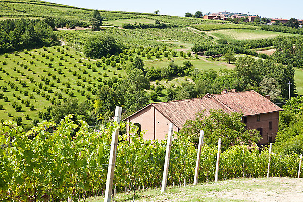 포토 JPG 해외이미지 나무 식물 계절 유럽 밭 자연 주택 풍경 사람없음 야외 농장 농경지 와인 봄 이탈리아 성장 시골 빌라 언덕 포도밭 장면 포도나무 산기슭 밭일 양조장 토스카나 피에몬테 해외202004 해외포토 나라 농업 산 주류 건물 과일나무 생태계 파일형식 이미지허브