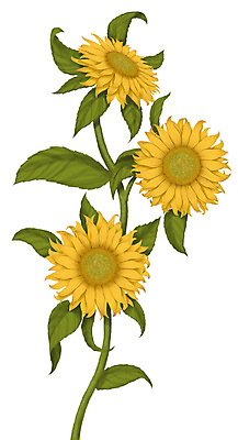 포토 JPG 해외이미지 식물 계절 꽃잎 꽃 농업 일러스트 자연 3 사람없음 초록색 빛 노란색 봄 흰배경 내추럴 고립 해외202004 해외일러스트 산업 컬러 백그라운드 흰색 생태계 파일형식 이미지허브