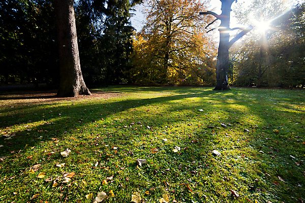 포토 JPG 해외이미지 나무 식물 계절 공원 길 백그라운드 단풍 잎 오렌지 자연 따뜻함 풍경 사람없음 야외 빨간색 초록색 태양 갈색 노란색 맑음 활발 광선 가을 나뭇가지 변화 황금 숲 질감 마법 10월 내추럴 해외202004 해외포토 자연요소 공공시설 컬러 컨셉 과일 날씨 날짜 생태계 파일형식 이미지허브