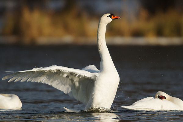 포토 JPG 해외이미지 주간 호수 세마리 사람없음 야외 백조 날갯짓 해외202004 해외포토 자연요소 조류 3 파일형식 이미지허브