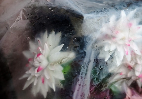 포토 JPG 해외이미지 꽃 종이 분홍색 가방 사람없음 슬픔 흰색 투명 떨어짐 쓰레기 폐기물 플라스틱 거절 달리아 먼지 낭비 우울증 인공 해외202004 해외포토 식물 잡화 감정 컬러 컨셉 재질 질병 파일형식 이미지허브