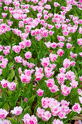 포토 JPG 해외이미지 식물 계절 공원 꽃잎 꽃 줄기 분홍색 백그라운드 잎 꽃무늬 밭 자연 사람없음 빨간색 초록색 여름 컬러풀 노란색 정원 보라색 봄 활발 튤립 벚꽃 흰색 신선 제비꽃 즐거움 만족 내추럴 완벽 직진 많음 해외202004 해외포토 공공시설 감정 컬러 컨셉 무늬 농업 생태계 파일형식 이미지허브