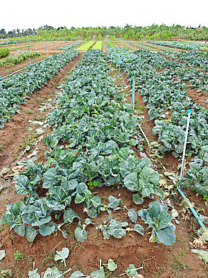 포토 JPG 해외이미지 식물 아시아 음식 줄기 잎 밭 농업 다이어트 채소 재료 자연 건강 동양인 사람없음 야외 초록색 농장 정원 중국 샐러드 수확 성장 신선 먹기 유기농 양배추 날것 내추럴 숙성 채식주의자 케일 많음 해외202004 해외포토 웰빙 나라 산업 컬러 컨셉 모션 인종 생태계 채식 파일형식 이미지허브