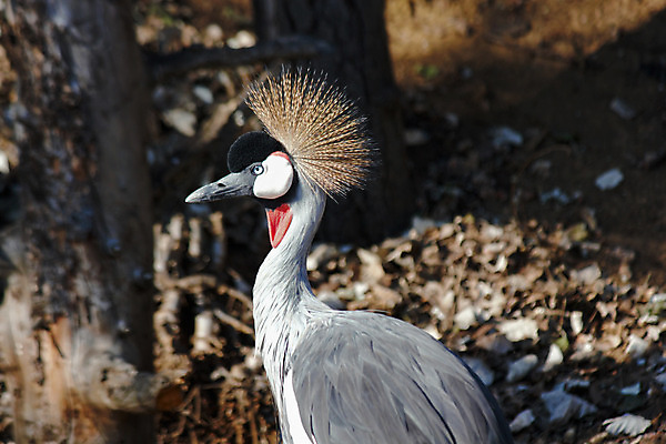 포토 JPG 해외이미지 동물 응시 야생동물 백그라운드 겨울 자연 조류 왕관 사람없음 가로 빨간색 파란색 머리 검은색 사진촬영 회색 가을 흰색 우아함 보호 큼 사파리 깃털 기중기 부리 목 멸종 남쪽 계산서 내추럴 남아프리카 이국적 특별함 해외202004 해외포토 시선 계절 컬러 컨셉 아프리카 신체부위 촬영 중장비 크기 방향 생태계 파일형식 이미지허브