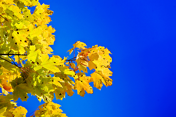 포토 JPG 해외이미지 나무 공원 백그라운드 단풍 잎 자연 하늘 왕관 풍경 사람없음 야외 빛 햇빛 가을 나뭇가지 정상 숲 멀티 해외202004 해외포토 식물 계절 공공시설 태양 생태계 파일형식 이미지허브