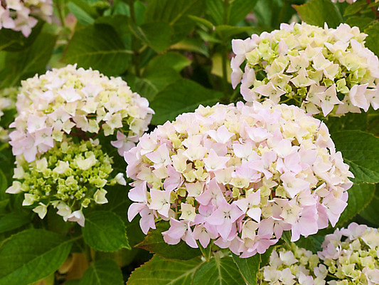 포토 JPG 해외이미지 모양 식물 디자인 계절 꽃잎 꽃 줄기 분홍색 꽃다발 백그라운드 잎 꽃무늬 패턴 벽지 미술 사람없음 그래픽 장식 여름 빛 컬러풀 장미 정원 보라색 봄 활발 성장 벚꽃 개화 우아함 다발 배열 관목 질감 라일락 내추럴 해외202004 해외포토 나무 컬러 컨셉 무늬 문화예술 파일형식 이미지허브