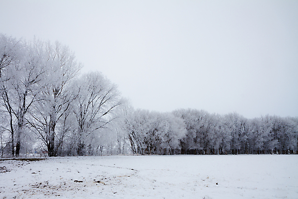 포토 JPG 해외이미지 주간 나무 겨울 자연 사람없음 야외 설원 흐림 겨울풍경 해외202004 해외포토 자연요소 식물 계절 날씨 눈_날씨 풍경 생태계 파일형식 이미지허브
