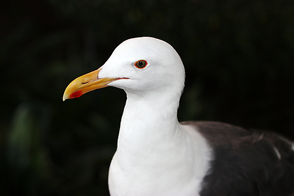 포토 JPG 해외이미지 동물 야생동물 바다 백그라운드 날개 자연 갈매기 조류 하늘 생물 사랑 서기 사람없음 야외 물 여름 파란색 평화 환경 검은색 어둠 회색 자유 흰색 우아함 깃털 부리 내추럴 무료 해외202004 해외포토 자연요소 계절 감정 컬러 컨셉 모션 생태계 파일형식 이미지허브
