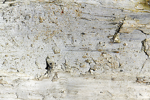 포토 JPG 해외이미지 나무 식물 디자인 선 백그라운드 패턴 자연 표면 날씨 추상 건조 사람없음 목재 갈색 환경 골동품 시간 거친 균열 닫기 보호 널 숲 피부 묘사 부식 질감 목공예 나무껍질 잡동사니 내추럴 그런지 수목 옛날 울퉁불퉁 노화 디테일 해외202004 해외포토 컬러 컨셉 무늬 재료 모션 신체부위 껍질 공예 생태계 파일형식 이미지허브