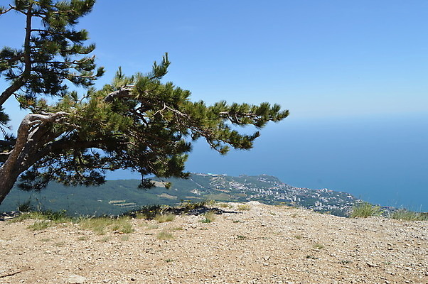 포토 JPG 해외이미지 나무 구름 1 공원 바다 여행 백그라운드 컨셉 곡선 자연 하늘 산 풍경 사람없음 야외 목재 가로 초록색 여름 파란색 태양 환경 맑음 하이킹 무대 바위 나뭇가지 도시 소나무 보호 숲 언덕 생태계 내추럴 생태학 절정 해외202004 해외포토 자연요소 식물 계절 공공시설 교육 선 컬러 재료 레저 날씨 돌_바위 파일형식 이미지허브