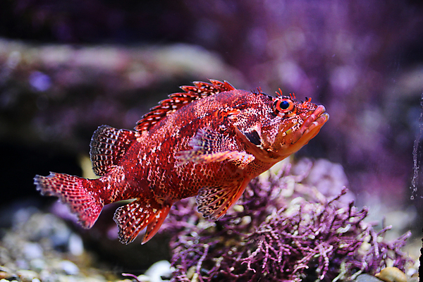 포토 JPG 해외이미지 어류 사람없음 수중 닫기 수족관 해외202004 해외포토 모션 수중동물 파일형식 이미지허브