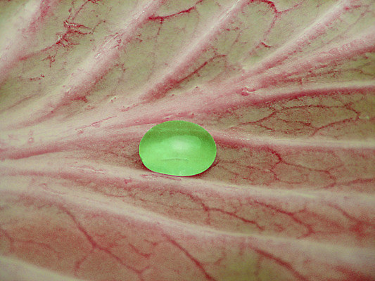 포토 JPG 해외이미지 식물 음료 잎 자연 날씨 사람없음 목재 빨간색 초록색 물 반사 습기 젖음 촉촉함 흰색 신선 투명 액체 떨어짐 이슬 큼 갈증 질감 해외202004 해외포토 자연요소 나무 컬러 컨셉 재료 크기 생태계 파일형식 이미지허브