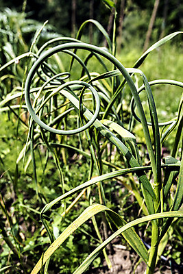 포토 JPG 해외이미지 나무 식물 계절 음식 농업 채소 자연 날씨 요리 취미 사람없음 야외 초록색 물 여름 햇빛 정원 힘 흙 봄 활발 습기 에너지 수확 성장 달 시골 업무 순수 레시피 성분 숙성 세련 완전 해외202004 해외포토 자연요소 산업 컬러 컨셉 태양 작업 생태계 파일형식 이미지허브