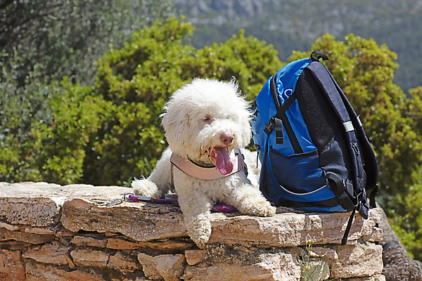 포토 JPG 해외이미지 동물 백인 라이프스타일 공원 여자 남자 행복 어린이 포유류 주택 함께함 사람 앉기 성인 사람없음 야외 반려동물 버섯 우정 탐험 흰색 황금 개 리트리버 강아지 래브라도리트리버 검색 사냥 아로마 송곳니 해외202004 해외포토 서양인 공공시설 감정 컬러 컨셉 모션 건물 생활 친구 치아 파일형식 이미지허브