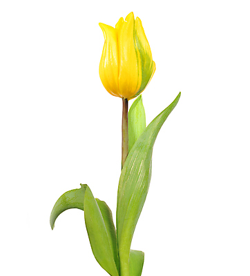 포토 JPG 해외이미지 식물 꽃잎 꽃 줄기 꽃다발 컨셉 꽃무늬 자연 휴가 부활절 기념 발렌타인데이 선물 사랑 미술 사람없음 장식 빨간색 초록색 컬러풀 정원 보라색 봄 튤립 벚꽃 흰색 인사 신선 신용카드 클래식 우아함 다발 배열 꽃집 묘사 내추럴 고립 해외202004 해외포토 계절 기념일 감정 컬러 무늬 데이이벤트 문화예술 금융 상점 예절 생태계 파일형식 이미지허브