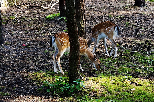 포토 JPG 해외이미지 동물 커플 자연 동물원 사람없음 갈색 황무지 먹이 수유 순록 해외202004 해외포토 컬러 관계 생태계 파일형식 이미지허브