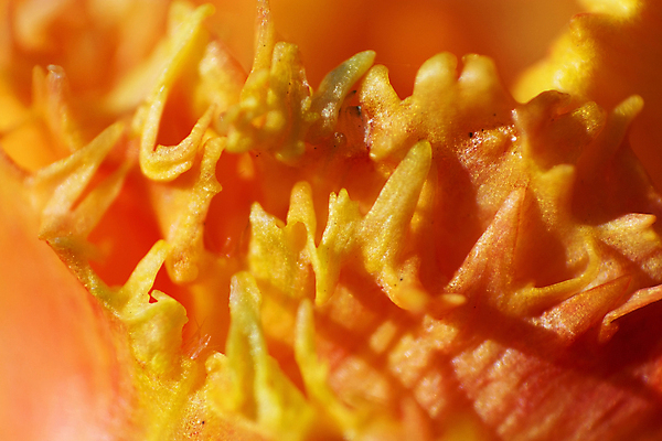 포토 JPG 해외이미지 식물 전통 꽃 전구 사람없음 봄 튤립 벚꽃 침대 4월 5월 네덜란드 화단 해외202004 해외포토 계절 유럽 가구 날짜 파일형식 이미지허브