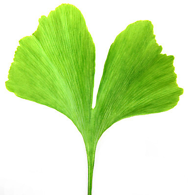 포토 JPG 해외이미지 나무 식물 음식 백그라운드 잎 자연 건강 사람없음 치료 가로 초록색 약 가을 흰색 나뭇가지 닫기 숲 자르기 허브 집중 묘사 질감 페이지 철사 테라피 내추럴 고립 채식주의자 해외202004 해외포토 계절 컬러 컨셉 의학 모션 뷰티 생태계 채식 파일형식 이미지허브