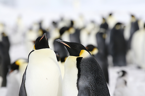 포토 JPG 해외이미지 동물 야생동물 겨울 자연 조류 사람없음 냉동 얼음 추위 남극 북극 펭귄 봉 남쪽 해외202004 해외포토 자연요소 계절 극지방 방향 생태계 파일형식 이미지허브