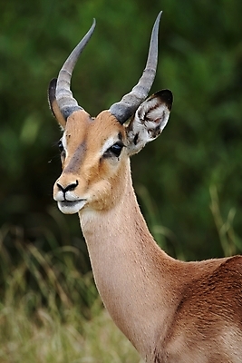 포토 JPG 해외이미지 동물 공원 남자 야생동물 포유류 아프리카 자연 초식동물 뿔 국립공원 사람없음 갈색 게임 입 큼 사파리 귀 영양 가젤 해외202004 해외포토 공공시설 나라 컬러 놀이 사람 신체부위 크기 생태계 파일형식 이미지허브