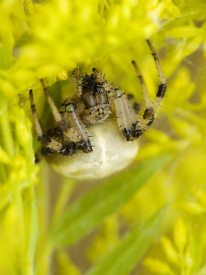 포토 JPG 해외이미지 곤충 자연 사람없음 초록색 거미줄 거미 사냥꾼 해외202004 해외포토 동물 직업 컬러 생태계 파일형식 이미지허브
