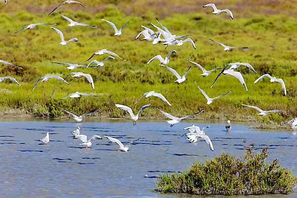 포토 JPG 해외이미지 동물 외관 유럽 야생동물 자연 갈매기 조류 사람없음 야외 물 프랑스 내추럴 동물상 서유럽 프로방스 많음 해외202004 해외포토 자연요소 나라 컨셉 조형물 생태계 파일형식 이미지허브