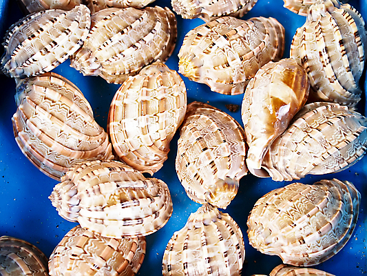 포토 JPG 해외이미지 바다 백그라운드 자연 벽지 조류 추상 조개 기술 선물 사람없음 물 껍질 그룹 소라 오브젝트 기념품 해외202004 해외포토 자연요소 동물 무늬 어패류 생태계 파일형식 이미지허브