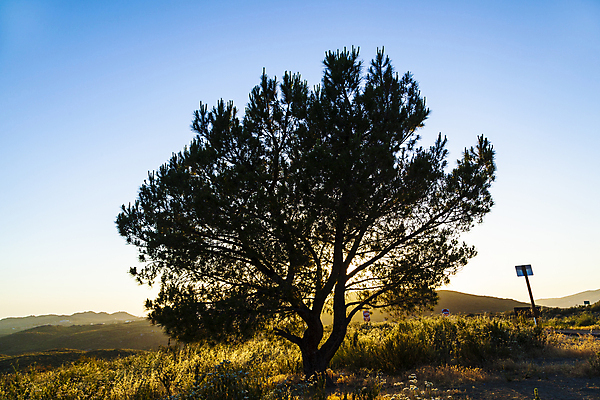 포토 JPG 해외이미지 나무 실루엣 백그라운드 밭 자연 하늘 추상 산 건조 풍경 사람없음 야외 목재 여름 파란색 빛 햇빛 태양 일출 미국 황혼 일몰 새벽 시골 소나무 황무지 황금 저녁 숲 심볼 애리조나 고립 서쪽 옛날 혼자 해외202004 해외포토 자연요소 식물 계절 컬러 북아메리카 무늬 농업 재료 촬영기법 노을 야간 방향 생태계 파일형식 이미지허브