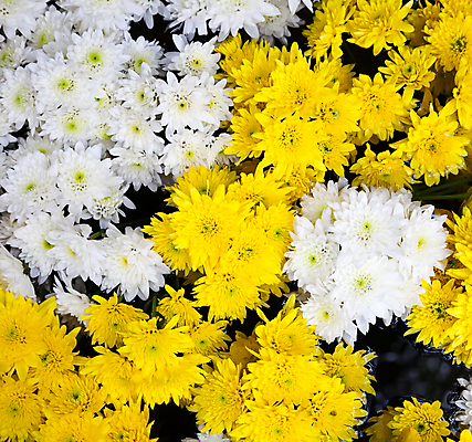 포토 JPG 해외이미지 식물 디자인 꽃 분홍색 백그라운드 꽃무늬 패턴 오렌지 자연 선물 사랑 사람없음 초록색 컬러풀 성장 벚꽃 신선 그룹 수집 내추럴 섞기 엘리먼트 많음 해외202004 해외포토 감정 컬러 컨셉 무늬 과일 생태계 파일형식 이미지허브