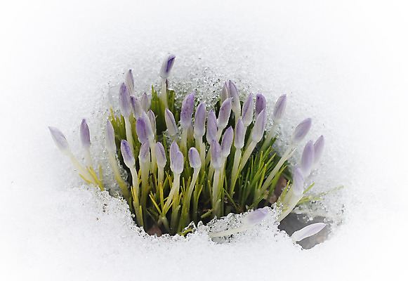 포토 JPG 해외이미지 식물 계절 꽃 자연 사람없음 컬러풀 새싹 정원 봄 추위 벚꽃 서리 화단 눈내림 해외202004 해외포토 컬러 눈_날씨 생태계 파일형식 이미지허브