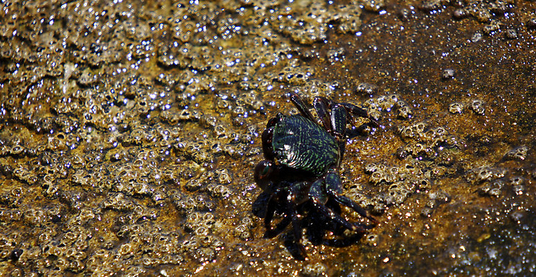 포토 JPG 해외이미지 동물 야생동물 모래 파도 바다 아프리카 자연 생물 갑각류 어류 사람없음 야외 물 모래사장 컬러풀 환경 수영 게 바위 산호 유령 펜치 서식지 남쪽 내추럴 경보 생태학 집게발 현재 해외202004 해외포토 자연요소 교육 나라 컬러 컨셉 수중동물 돌_바위 공구 수상스포츠 자포동물 방향 생태계 파일형식 이미지허브