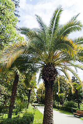 포토 JPG 해외이미지 나무 식물 외관 공원 꽃 바다 여행 건축양식 자연 하늘 휴가 휴식 열대 주택 손바닥 풍경 잔디 사람없음 야외 목재 초록색 여름 파란색 태양 정원 맑음 검은색 봄 흰색 소나무 날짜 재산 고급 지중해 휴양지 캘리포니아 지역 진짜 해외202004 해외포토 자연요소 손 계절 공공시설 건축 컬러 컨셉 재료 날씨 건물 금융 미국 장소 생태계 파일형식 이미지허브