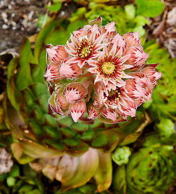 포토 JPG 해외이미지 식물 꽃 자연 사람없음 성장 내추럴 해외202004 해외포토 생태계 파일형식 이미지허브