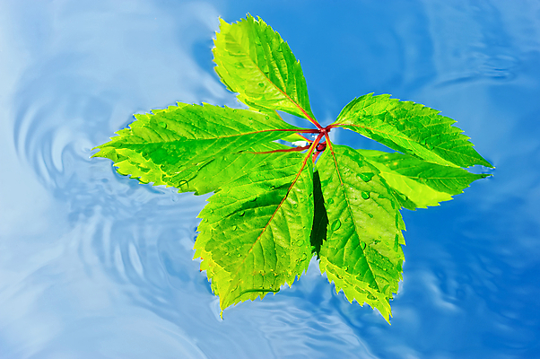 포토 JPG 해외이미지 모양 식물 물결 파도 백그라운드 잎 꽃무늬 농업 자연 하늘 포도 사람없음 장식 초록색 물 여름 파란색 반사 정원 수영 젖음 흐름 성장 시골 신선 액체 떨어짐 태평양 해외202004 해외포토 자연요소 계절 꽃 산업 바다 컬러 컨셉 무늬 과일 수상스포츠 생태계 파일형식 이미지허브