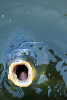 포토 JPG 해외이미지 동물 계절 호수 얼굴 야생동물 음식 스포츠 바다 다이어트 재료 자연 낚시 휴가 건강 육류 어류 취미 사람없음 물 여름 강 머리 수중 수영 표현 신선 잡기 오픈 입 맛 큼 해산물 다이빙 날것 육식동물 잉어 고립 베이스 생태학 해외202004 해외포토 자연요소 교육 컨셉 식재료 모션 현악기 레저 신체부위 수중동물 수상스포츠 크기 생태계 수중스포츠 파일형식 이미지허브