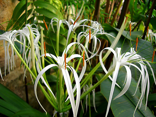 포토 JPG 해외이미지 식물 꽃잎 꽃 자연 사람없음 야외 컬러풀 정원 봄 난초 닫기 6월 묘사 원예 꽃가루 7월 내추럴 꽃수술 해외202004 해외포토 계절 컬러 모션 취미 날짜 가루 생태계 파일형식 이미지허브