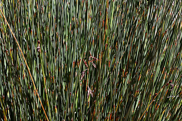 포토 JPG 해외이미지 모양 식물 백그라운드 밭 자연 벽지 사람없음 야외 가로 초록색 갈색 노란색 평화 활발 성장 신선 칼날 닫기 대나무 만족 유기농 생태계 질감 내추럴 생태학 해외202004 해외포토 나무 웰빙 교육 감정 컬러 컨셉 농업 모션 파일형식 이미지허브