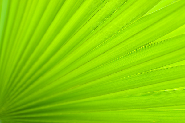 포토 JPG 해외이미지 식물 백그라운드 잎 자연 추상 손바닥 사람없음 초록색 묘사 질감 해외202004 해외포토 손 컬러 무늬 생태계 파일형식 이미지허브