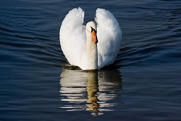 포토 JPG 해외이미지 주간 한마리 호수 사람없음 야외 백조 해외202004 해외포토 자연요소 1 조류 파일형식 이미지허브
