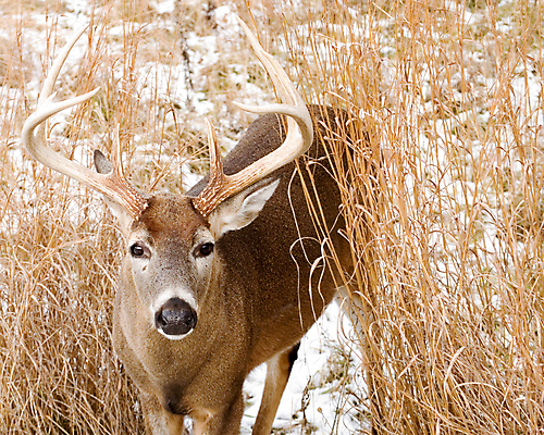 포토 JPG 해외이미지 동물 남자 야생동물 포유류 자연 사슴 뿔 사람없음 야외 달러 숲 사냥 해외202004 해외포토 돈 사람 생태계 파일형식 이미지허브