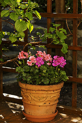 포토 JPG 해외이미지 꽃 분홍색 꽃무늬 그림자 사람없음 세로 여름 햇빛 태양 정원 냄비 해외202004 해외포토 자연요소 식물 계절 컬러 무늬 솥 파일형식 이미지허브